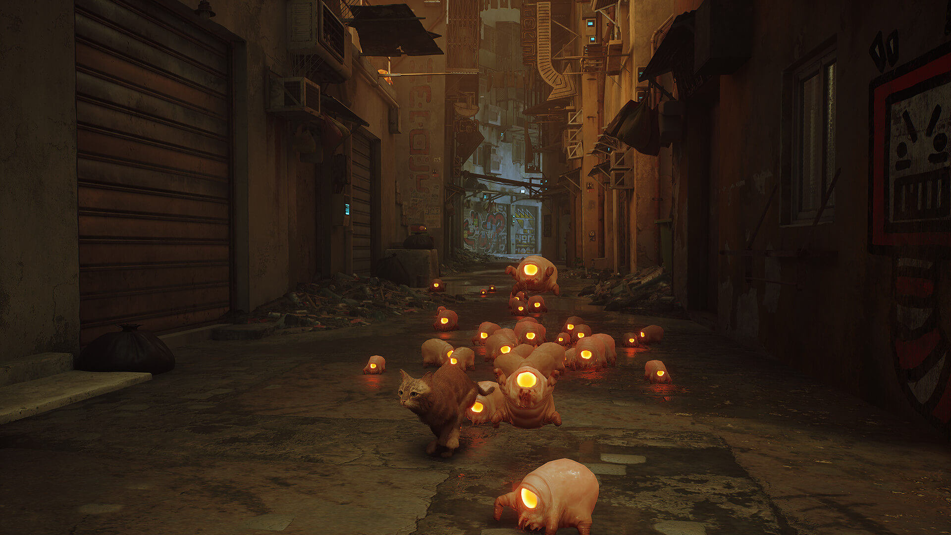 Stray's image